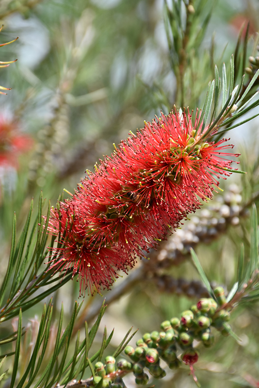 SLIM™ Callistemon is a great hedge for tight planting areas