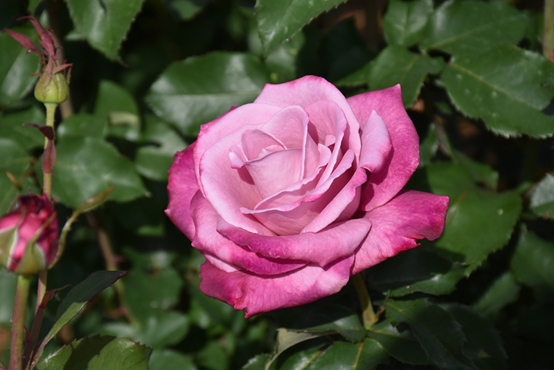 Fragrant Plum Rose (Rosa 'Fragrant Plum') at Roger's Gardens