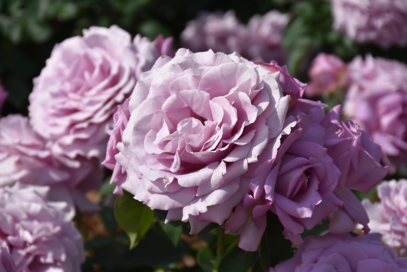 Love Song Rose (Rosa 'WEKstameda') at Roger's Gardens