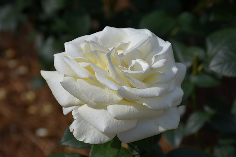 Sugar Moon Rose (Rosa 'WEKmemolo') at Roger's Gardens