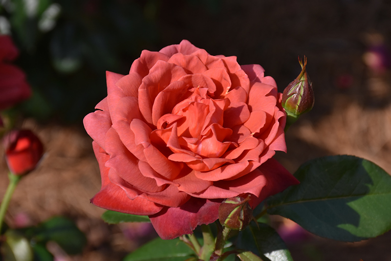 Hot Cocoa Rose (Rosa 'Hot Cocoa') at Roger's Gardens
