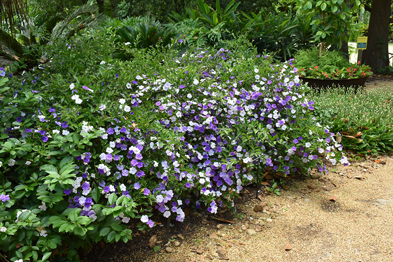 Compact Yesterday Today And Tomorrow (Brunfelsia pauciflora 'Eximia') at Roger's Gardens