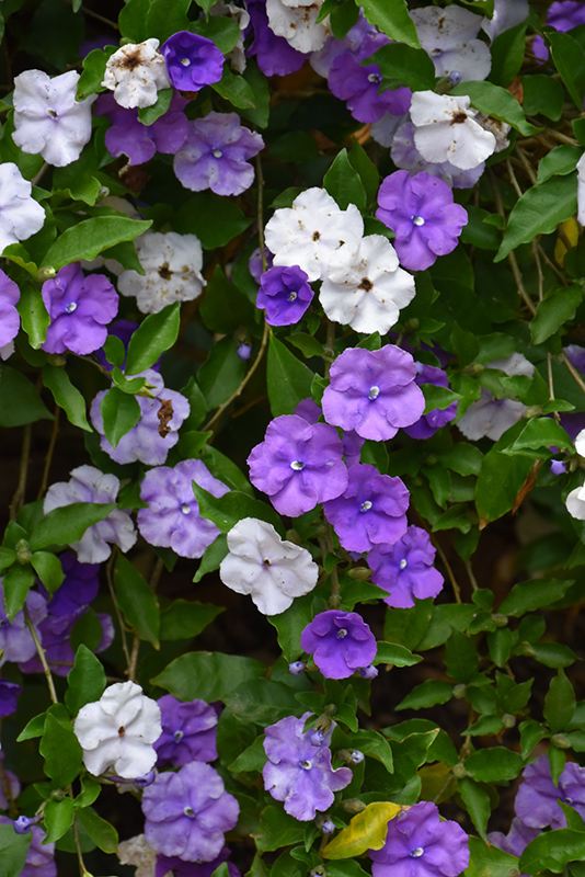Compact Yesterday Today And Tomorrow (Brunfelsia pauciflora 'Eximia') at Roger's Gardens