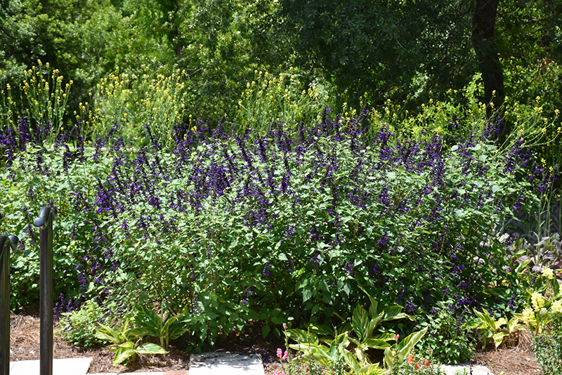 Purple Majesty Sage (Salvia guaranitica 'Purple Majesty') at Roger's Gardens