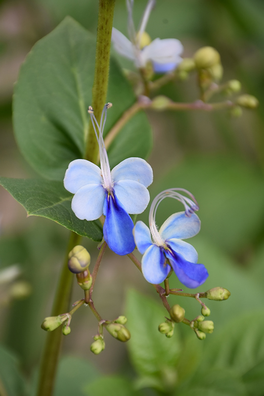 Blue Butterfly Plant (Clerodendrum ugandense) at Roger's Gardens