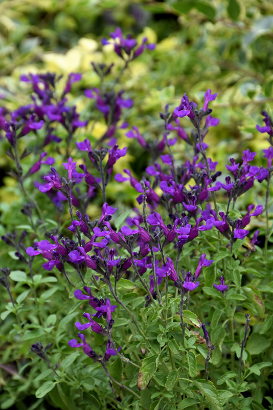 Vibe Ignition Purple Sage (Salvia x jamensis 'Ignition Purple') at Roger's Gardens