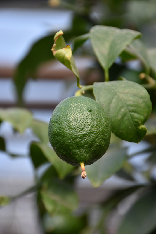 Persian Lime (Citrus x latifolia) at Roger's Gardens