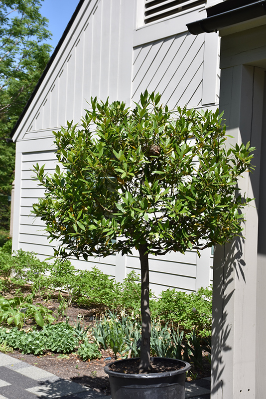 Bay Laurel (tree form) (Laurus nobilis (tree form)) at Roger's Gardens