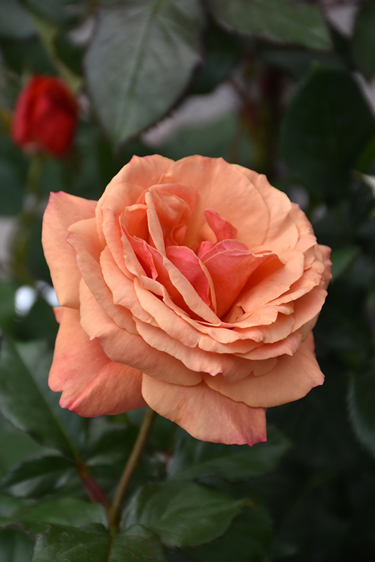 Anna's Promise Rose (Rosa 'WEKdoofat') at Roger's Gardens