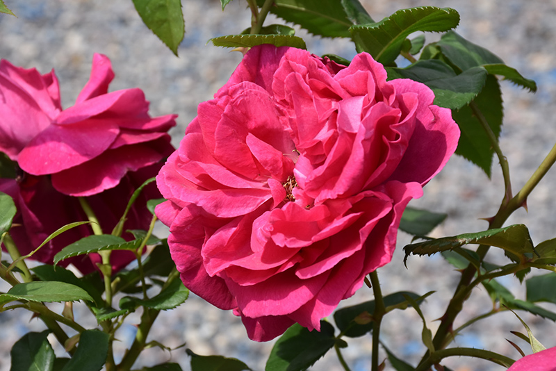 Grande Dame Rose (Rosa 'WEKmerewby') at Roger's Gardens
