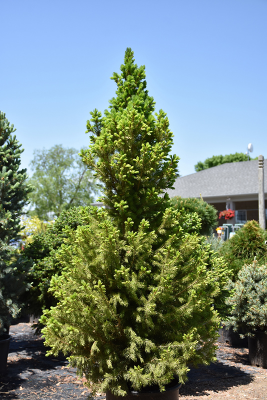 Big Berta White Spruce (Picea glauca 'Big Berta') at Roger's Gardens