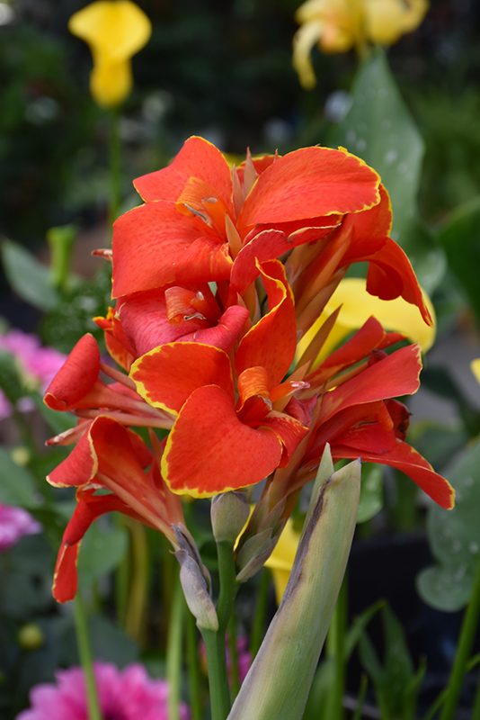 Cannova Red Flame Canna (Canna 'Cannova Red Flame') at Roger's Gardens
