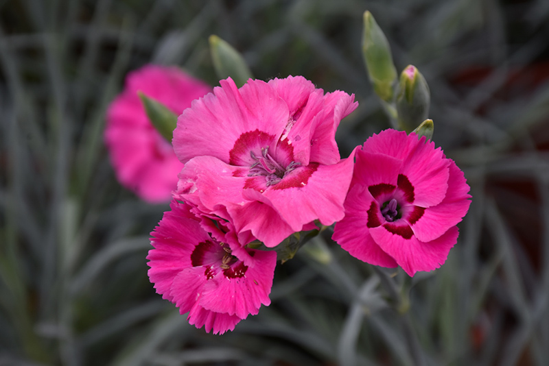 American Pie Bumbleberry Pie Pinks (Dianthus 'Wp15 Pie54') at Roger's Gardens