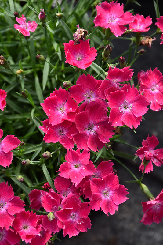 Beauties Kahori Scarlet Pinks (Dianthus 'Kahori Scarlet') at Roger's Gardens
