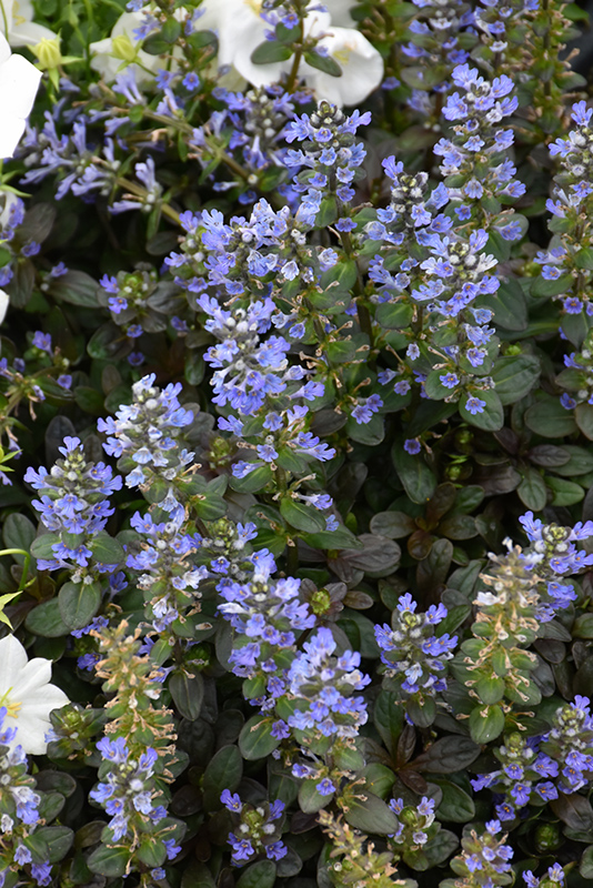 Chocolate Chip Bugleweed (Ajuga reptans 'Chocolate Chip') at Roger's Gardens
