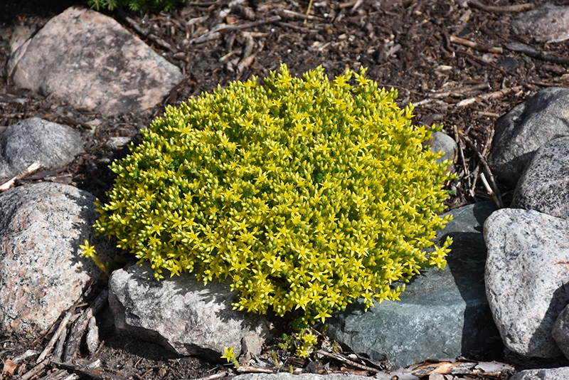 Golden Moss Stonecrop (Sedum acre 'Aureum') at Roger's Gardens