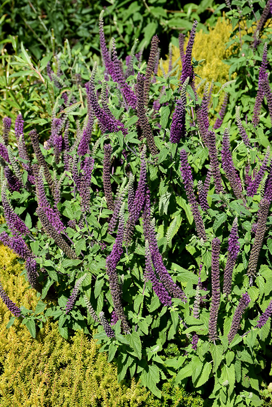 Purple Tails Germander (Teucrium hyrcanicum 'Purple Tails') at Roger's Gardens