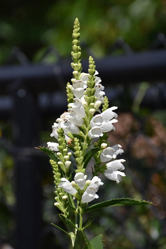 Crystal Peak White Obedient Plant (Physostegia virginiana 'Crystal Peak White') at Roger's Gardens