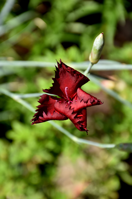Grenadin King Of The Blacks Carnation (Dianthus caryophyllus 'Grenadin King Of The Blacks') at Roger's Gardens