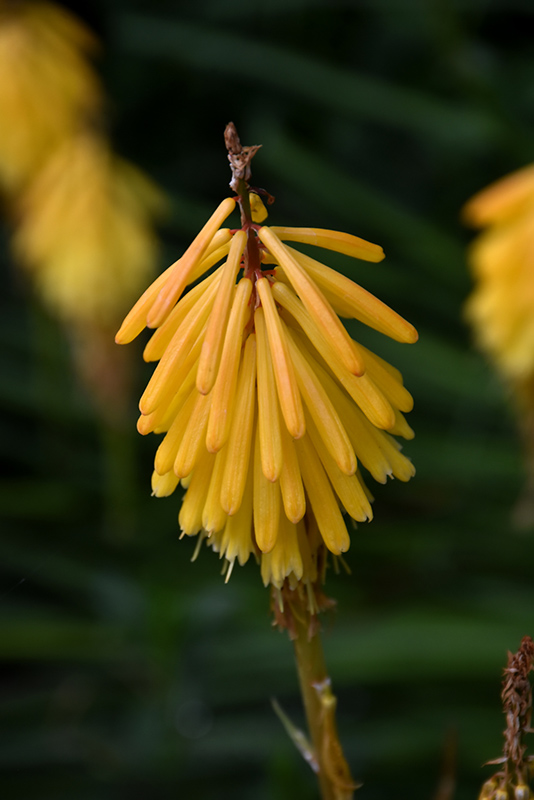 Little Maid Torchlily (Kniphofia 'Little Maid') at Roger's Gardens