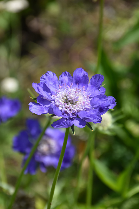 Fama Deep Blue Pincushion Flower (Scabiosa caucasica 'Fama Deep Blue') at Roger's Gardens