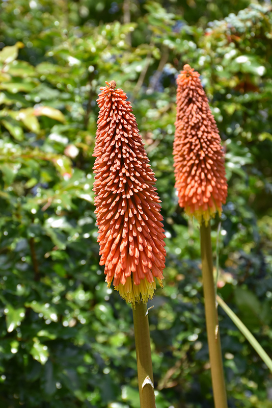 Shining Sceptre Torchlily (Kniphofia 'Shining Sceptre') at Roger's Gardens