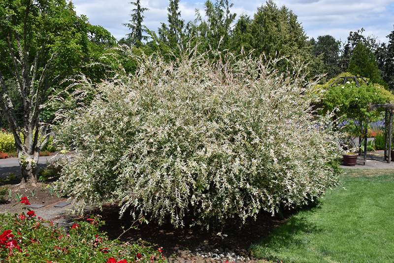 Tricolor Willow (Salix integra 'Hakuro Nishiki') at Roger's Gardens