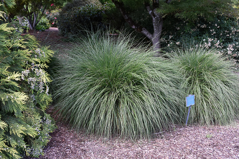 Hameln Dwarf Fountain Grass (Pennisetum alopecuroides 'Hameln') at Roger's Gardens