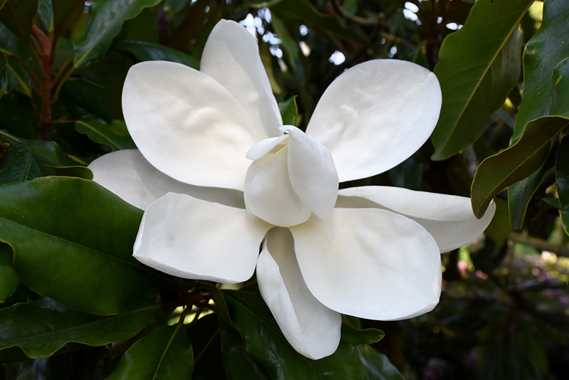 Timeless Beauty Magnolia (Magnolia grandiflora 'Monland') at Roger's Gardens