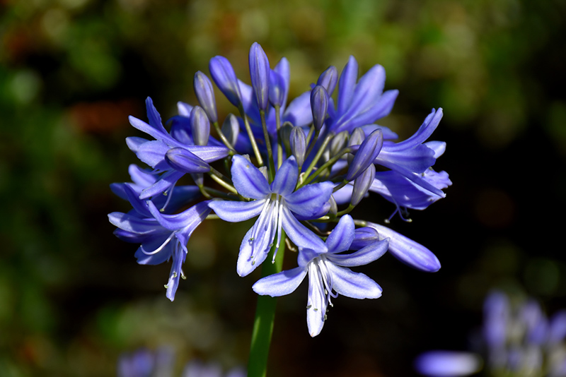 Midnight Blue Agapanthus (Agapanthus 'Midnight Blue') at Roger's Gardens