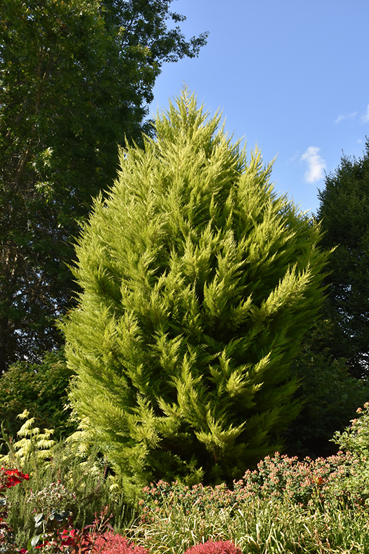 Donard Gold Monterey Cypress (Cupressus macrocarpa 'Donard Gold') at Roger's Gardens