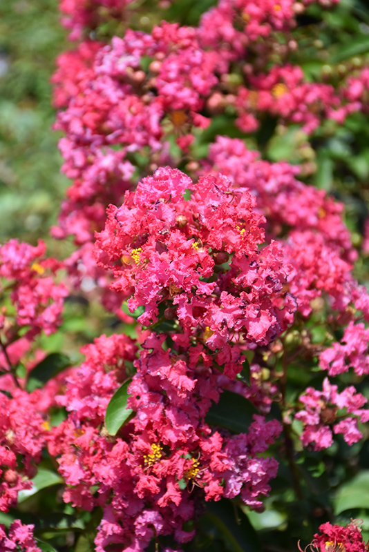 Petite Embers Crapemyrtle (Lagerstroemia indica 'Moners') at Roger's Gardens