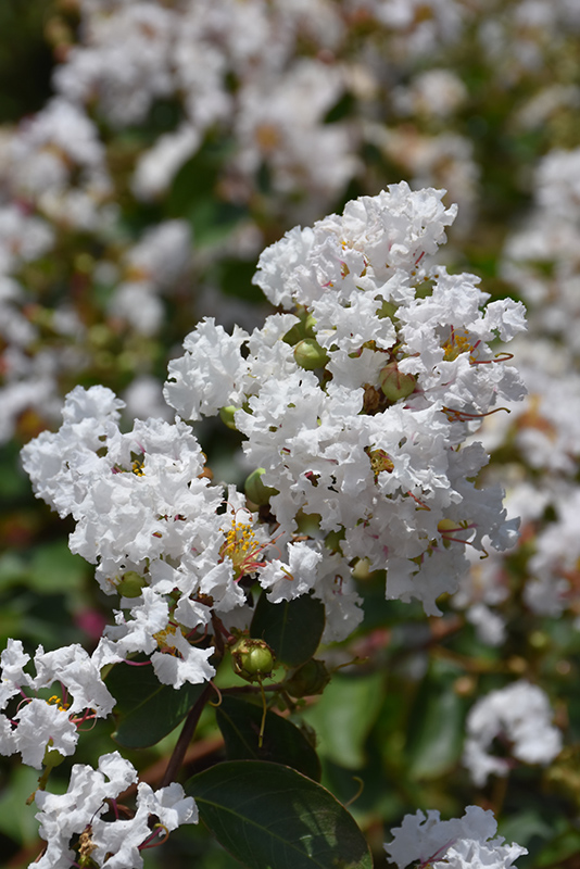 Petite Snow Crapemyrtle (Lagerstroemia indica 'Monow') at Roger's Gardens