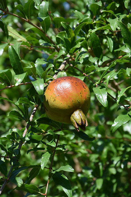 Pomegranate (Punica granatum) at Roger's Gardens