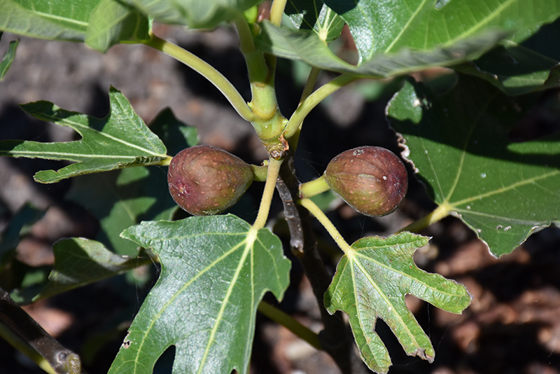 Little Miss Figgy Fig (Ficus carica 'MAJOAM') at Roger's Gardens