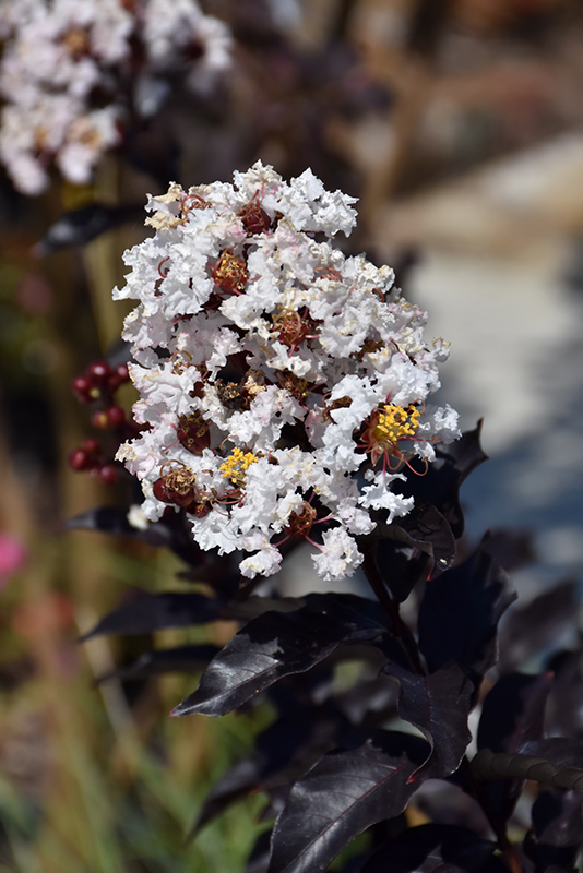 Ebony And Ivory Crapemyrtle (Lagerstroemia 'Ebony And Ivory') at Roger's Gardens