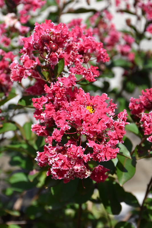 Peppermint Lace Crapemyrtle (Lagerstroemia indica 'Peppermint Lace') at Roger's Gardens