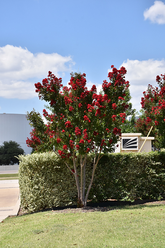 Dynamite Crapemyrtle (Lagerstroemia indica 'Whit II') at Roger's Gardens