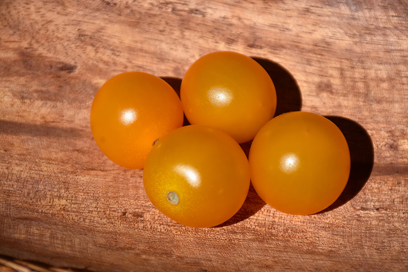 Sungold Tomato (Solanum lycopersicum 'Sungold') at Roger's Gardens
