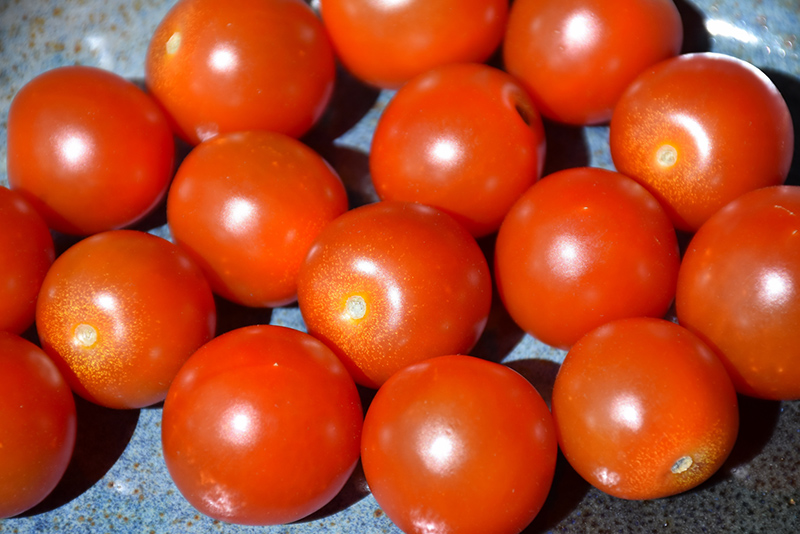 Sweet 100 Tomato (Solanum lycopersicum 'Sweet 100') at Roger's Gardens