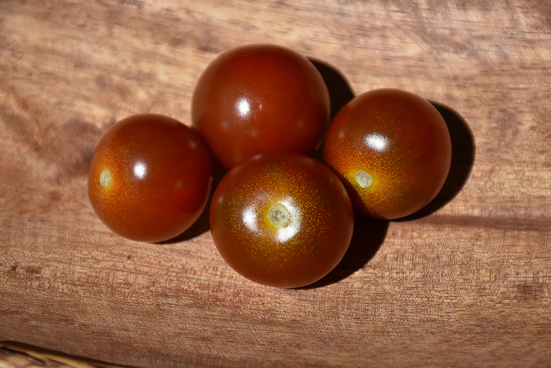 Black Pearl Tomato (Solanum lycopersicum 'Black Pearl') at Roger's Gardens