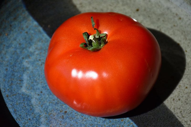 Bush Early Girl Tomato (Solanum lycopersicum 'Bush Early Girl') at Roger's Gardens