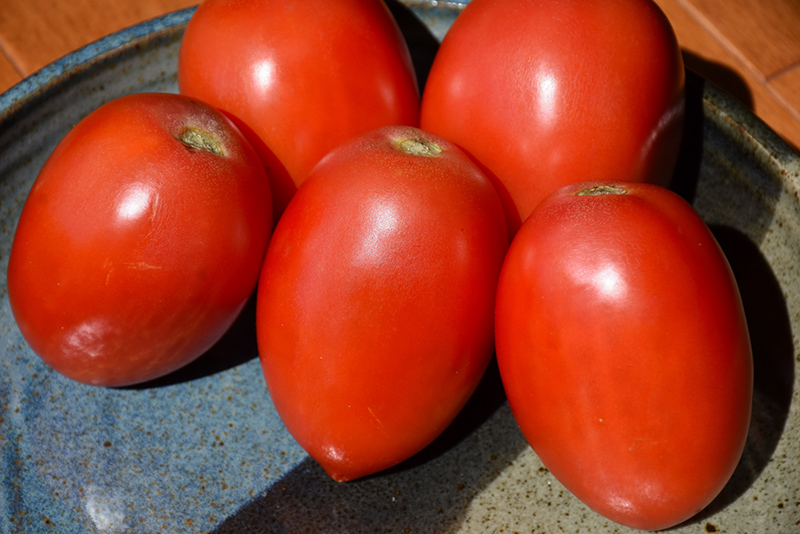 Italian Tomato (Solanum lycopersicum 'Italian') at Roger's Gardens