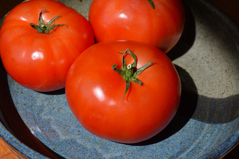 Beefy Boy Tomato (Solanum lycopersicum 'Beefy Boy') at Roger's Gardens