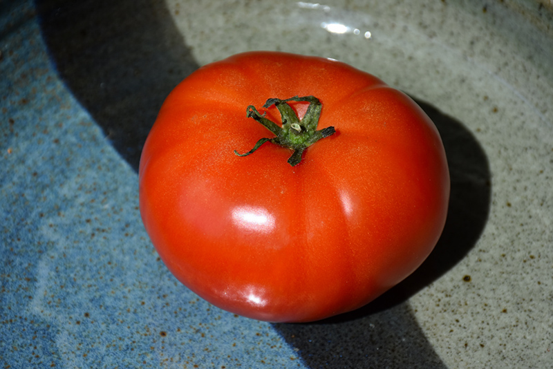 Super Fantastic Tomato (Solanum lycopersicum 'Super Fantastic') at Roger's Gardens