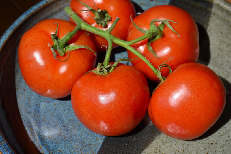 Manitoba Tomato (Solanum lycopersicum 'Manitoba') at Roger's Gardens