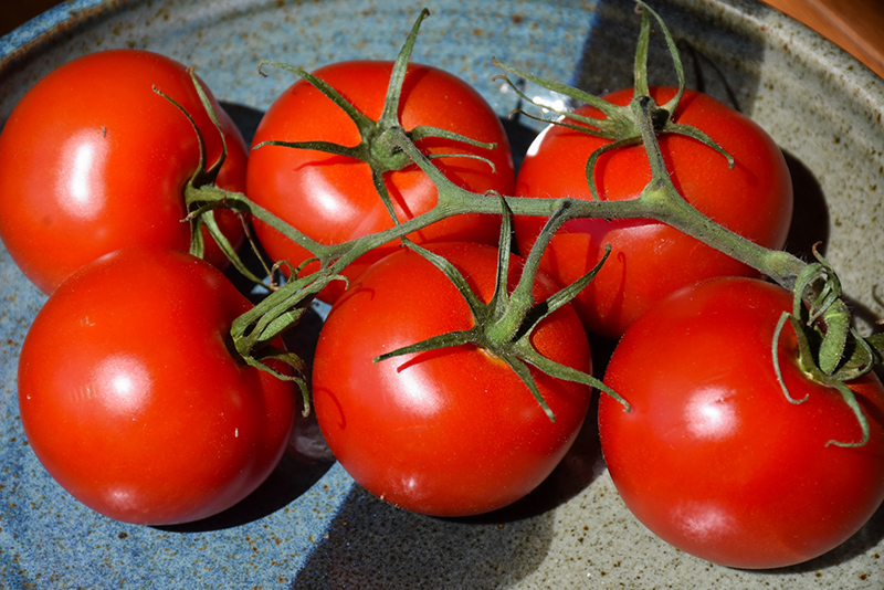 Siberian Tomato (Solanum lycopersicum 'Siberian') at Roger's Gardens