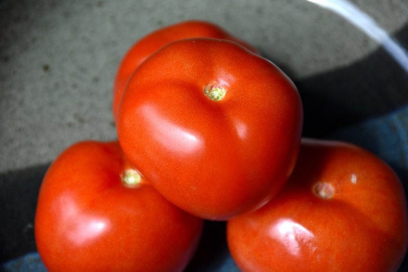 Homestead Tomato (Solanum lycopersicum 'Homestead') at Roger's Gardens