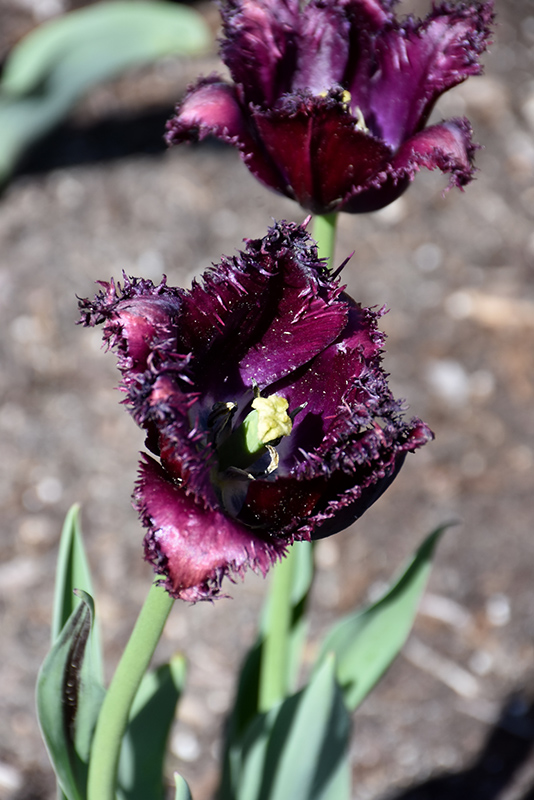 Black Parrot Tulip (Tulipa 'Black Parrot') at Roger's Gardens