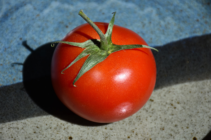 Sunmaster Tomato (Solanum lycopersicum 'SunMaster') at Roger's Gardens